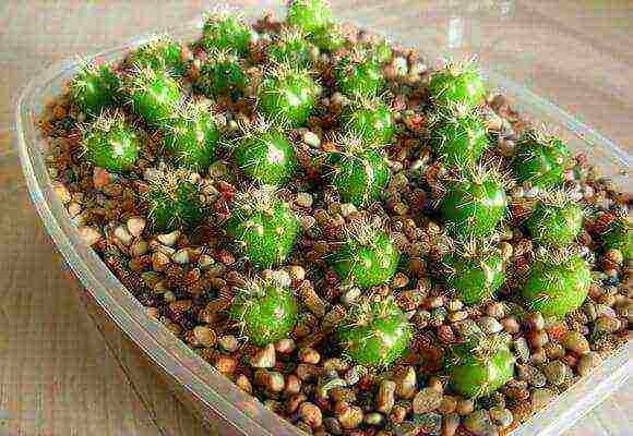 how to grow cacti at home from seeds