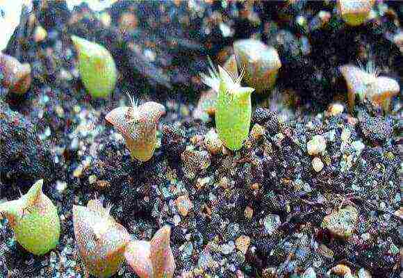 how to grow cacti at home from seeds