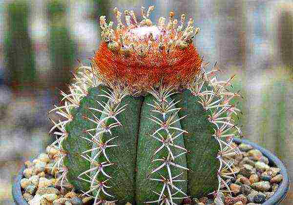 kung paano palaguin ang cacti sa bahay mula sa mga binhi