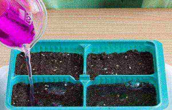 how to grow cacti at home from seeds