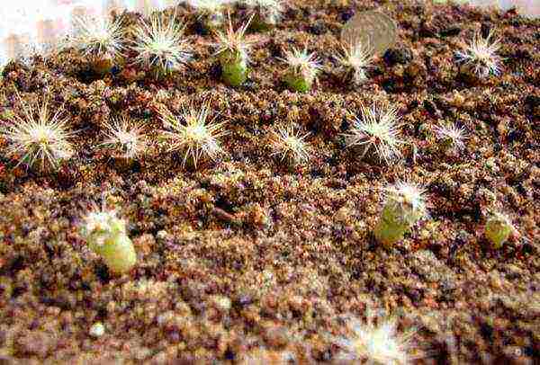 how to grow cacti at home from seeds