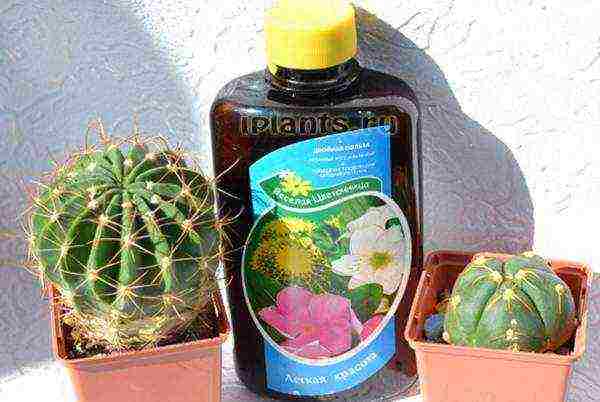 how to grow cacti at home from seeds