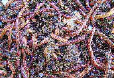 how to grow California worms at home