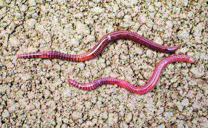 how to grow California worms at home