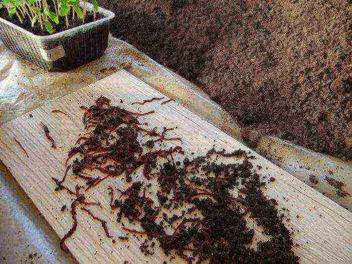 how to grow California worms at home