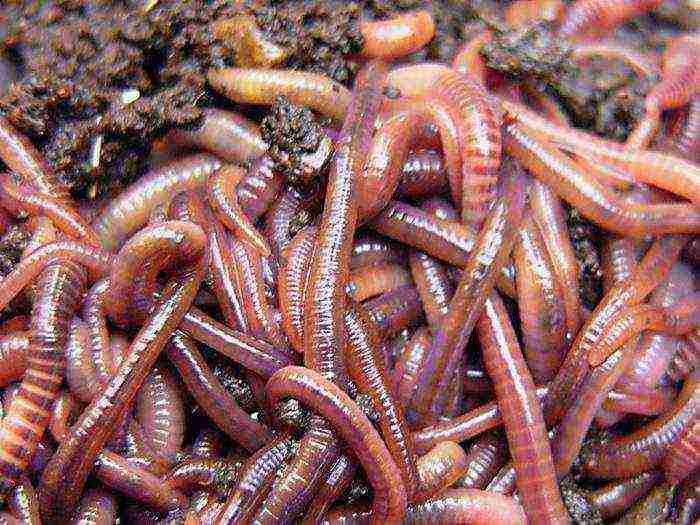 how to grow California worms at home
