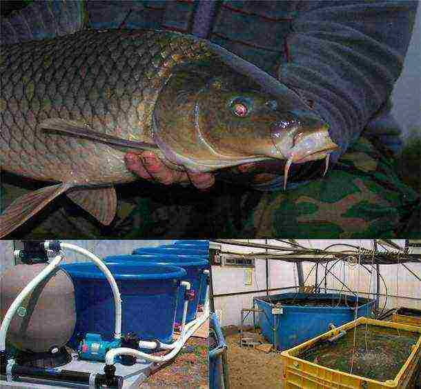 how to grow carp in the pool at home