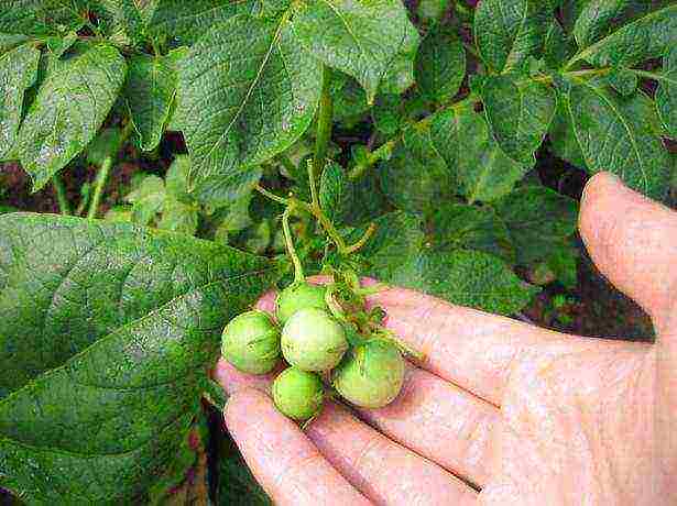 how to grow potatoes from seeds at home