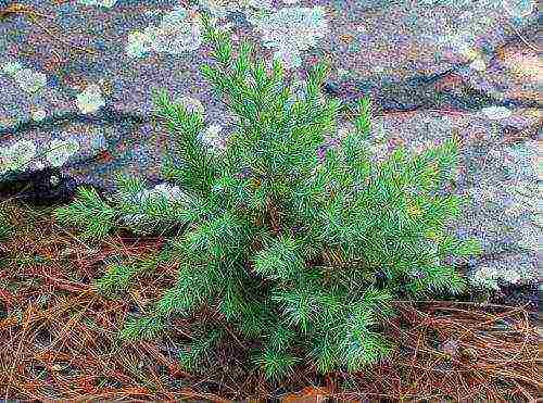 how to grow cedar from pine nuts planting and care