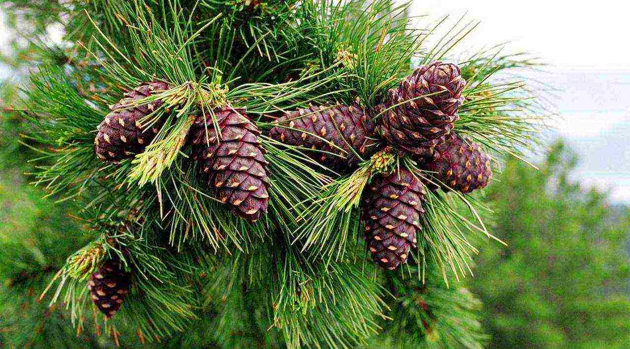 how to grow cedar from pine nuts planting and care