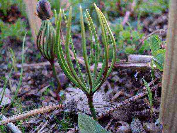 how to grow cedar from pine nuts planting and care