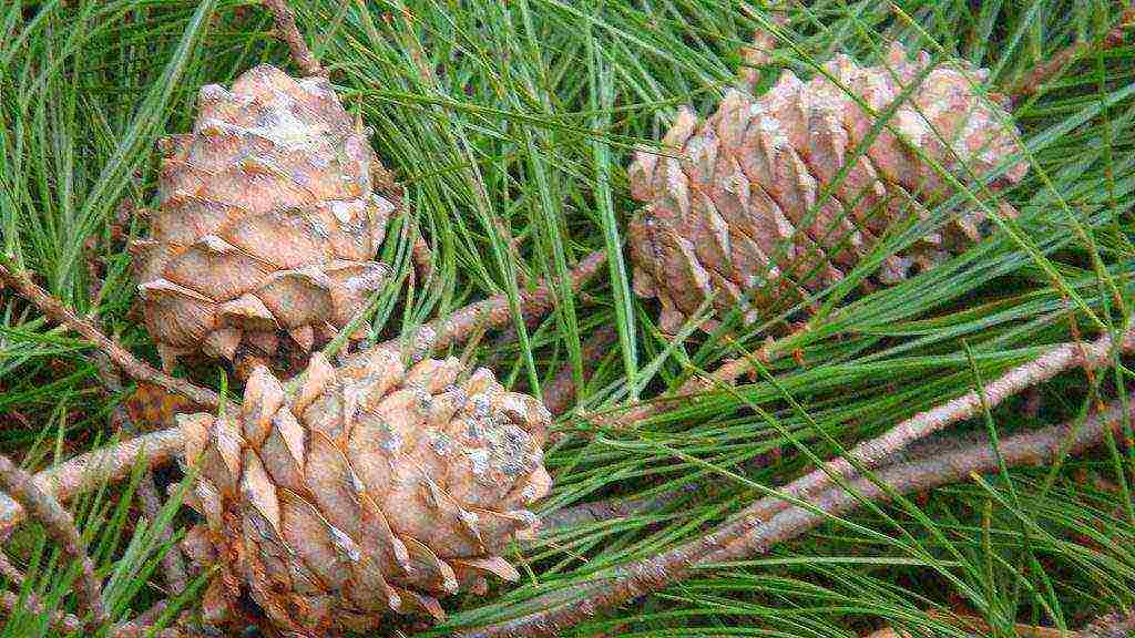 how to grow cedar from pine nuts planting and care
