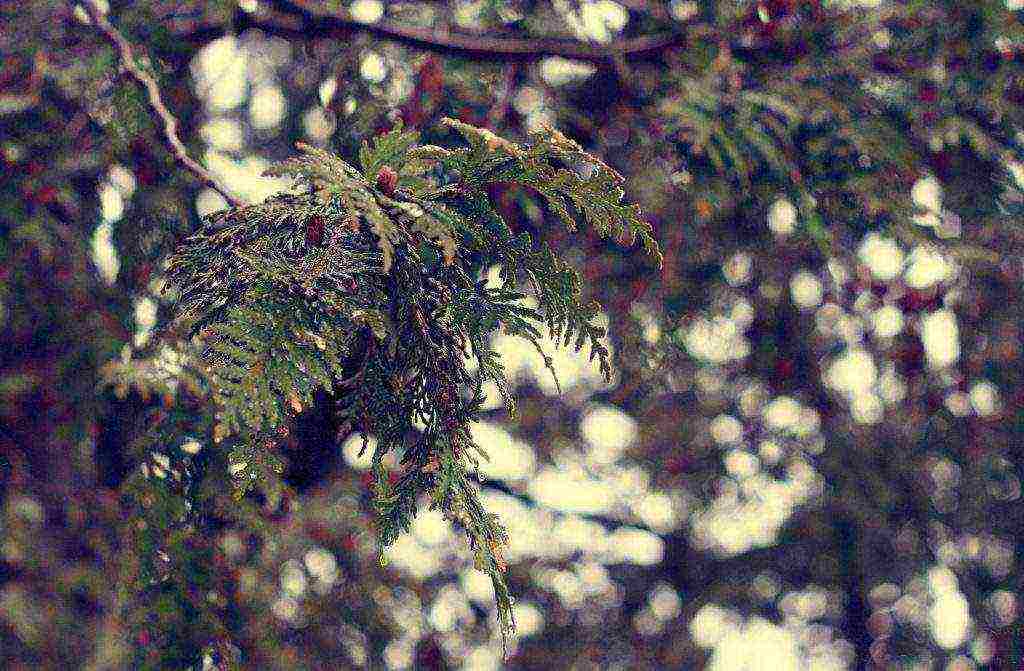 kung paano palaguin ang cedar mula sa pagtatanim at pag-aalaga ng mga pine nut