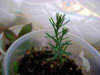 how to grow cypress at home from seeds