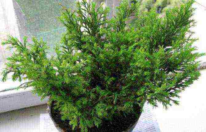 how to grow cypress at home from seeds
