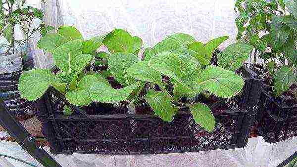 how to grow Chinese cabbage at home