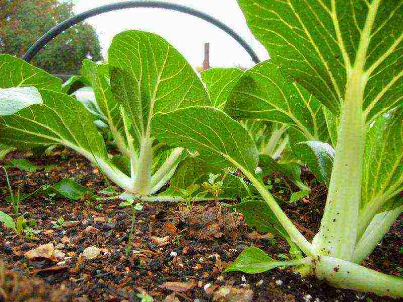 how to grow Chinese cabbage at home