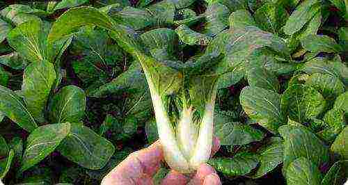 how to grow Chinese cabbage at home