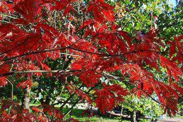 kung paano mapalago ang maple bonsai mula sa mga binhi sa bahay