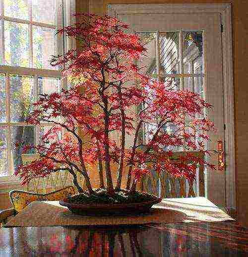 how to grow maple bonsai from seeds at home