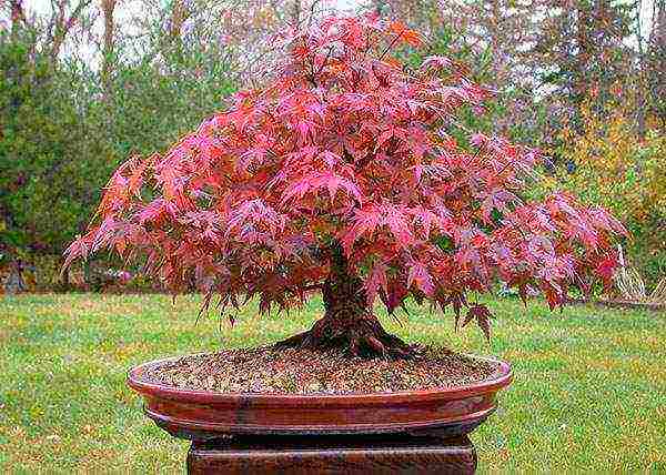 kung paano mapalago ang maple bonsai mula sa mga binhi sa bahay