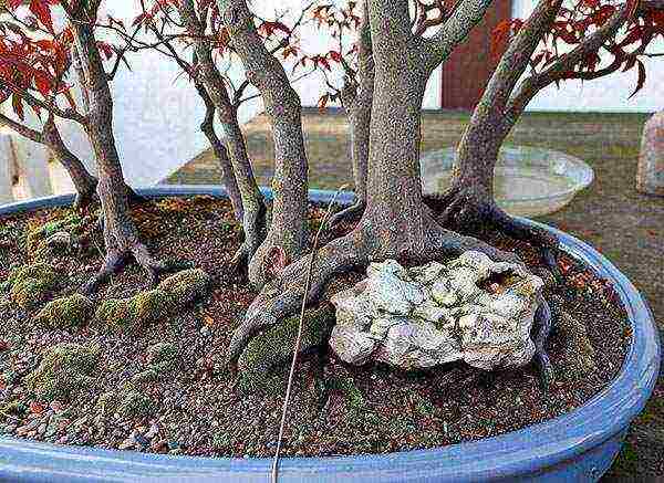 kung paano mapalago ang maple bonsai mula sa mga binhi sa bahay