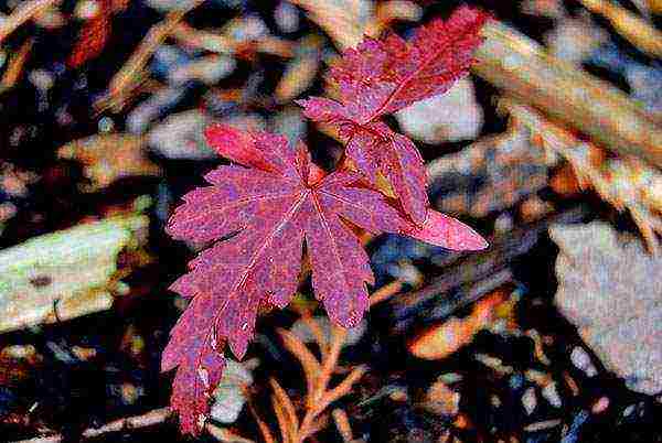 how to grow maple bonsai from seeds at home