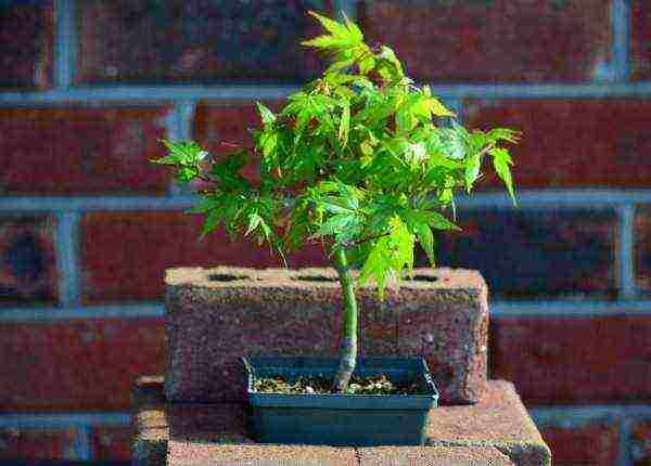 how to grow maple bonsai from seeds at home