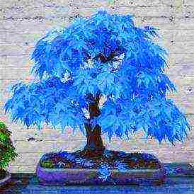 how to grow maple bonsai from seeds at home