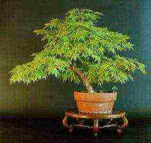 how to grow maple bonsai from seeds at home