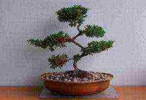 how to grow maple bonsai from seeds at home