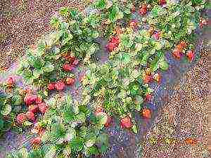 how to grow strawberries at home in the garden