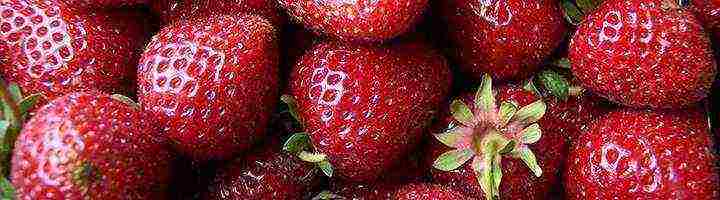 how to grow strawberries at home in the garden