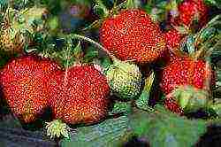 how to grow strawberries at home in the garden