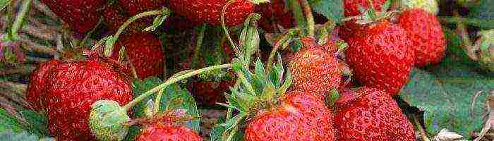 how to grow strawberries at home in the garden
