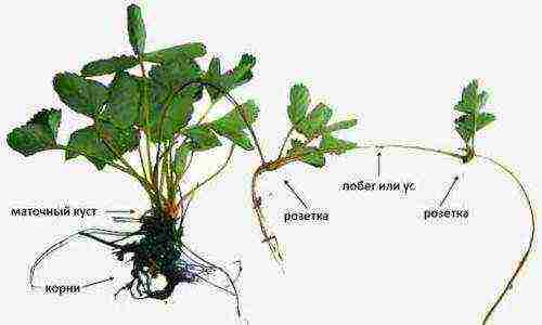 how to grow strawberries at home in the garden