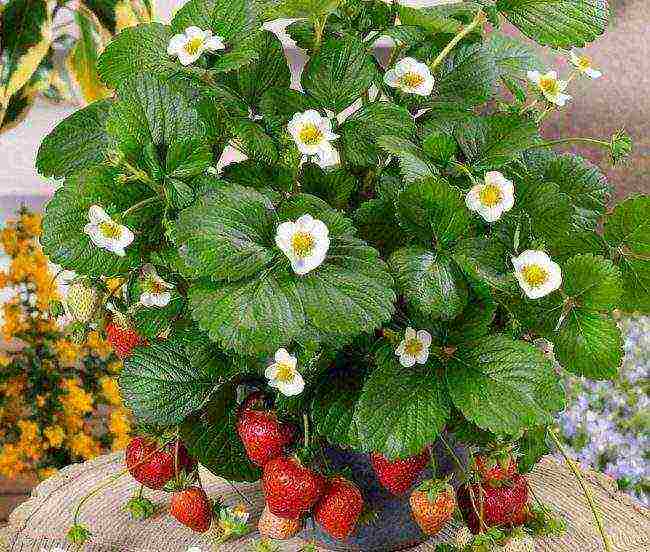 kung paano palaguin ang mga strawberry sa bahay sa mga kaldero