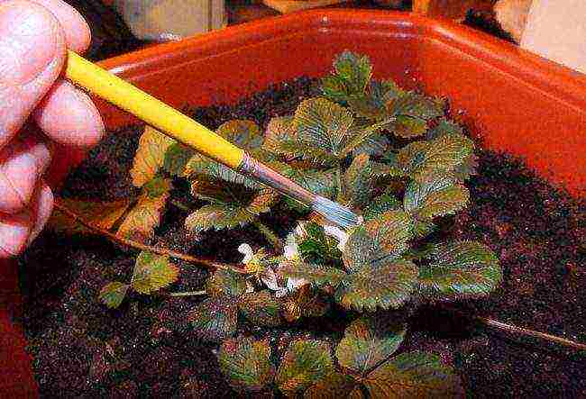 how to grow strawberries at home in pots