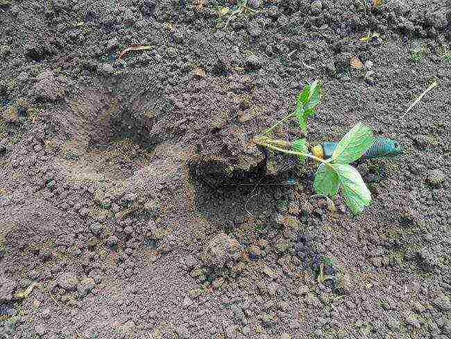 how to grow strawberries at home in pots