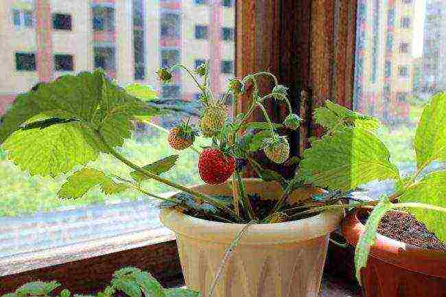 how to grow strawberries at home in pots