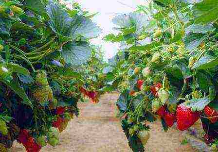 how to grow strawberries at home in pots