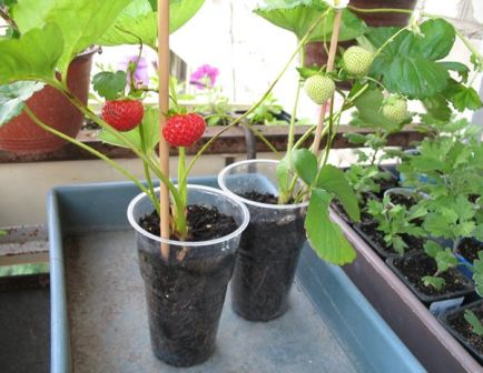 kung paano palaguin ang mga strawberry sa bahay sa mga kaldero