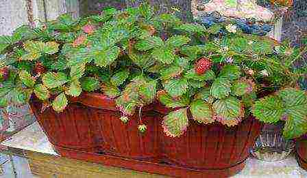 how to grow strawberries at home in pots