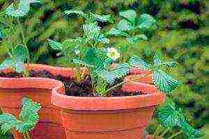 how to grow strawberries at home in pots