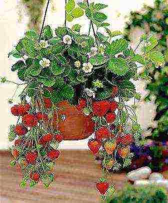 how to grow strawberries at home in pots