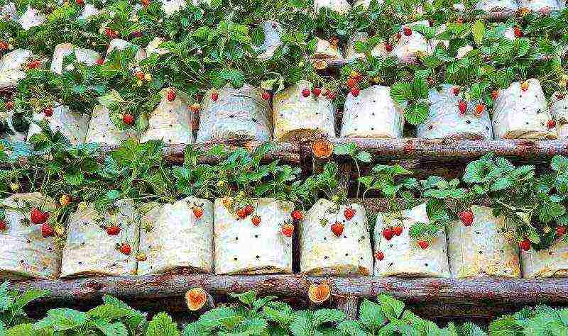 how to grow strawberries at home in pots