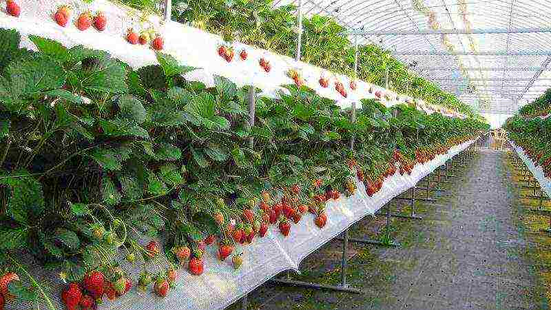 kung paano palaguin ang mga strawberry sa bahay sa mga kaldero