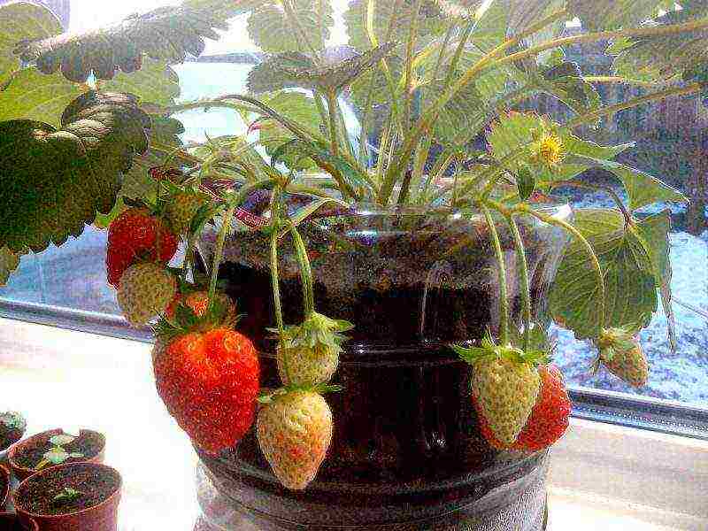 kung paano palaguin ang mga strawberry sa bahay sa mga kaldero