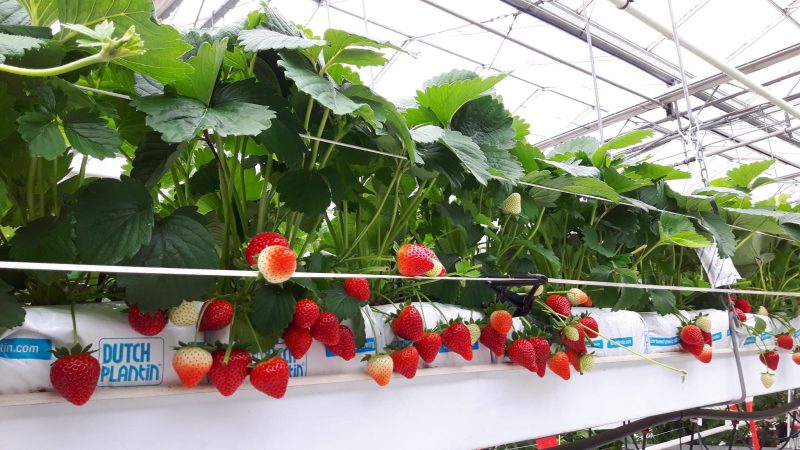 how to grow strawberries at home in pots