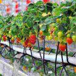 how to grow strawberries in a greenhouse step by step instructions